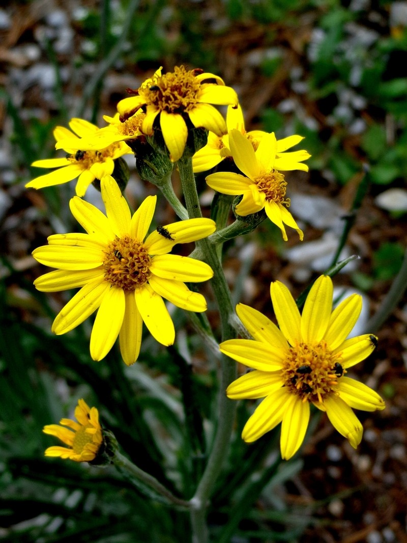Packera loratifolia photo 3