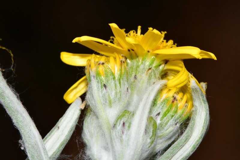 Packera loratifolia photo 4