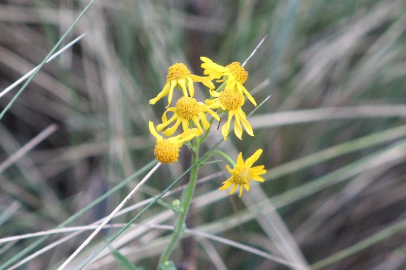 Packera loratifolia photo 7