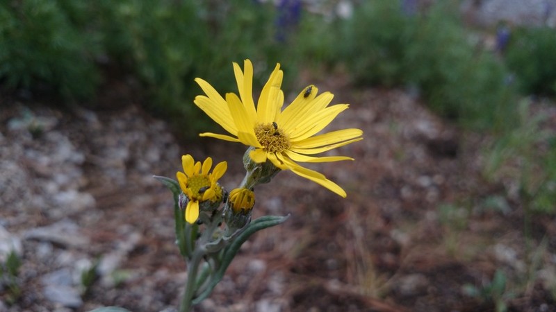 Packera loratifolia photo 8