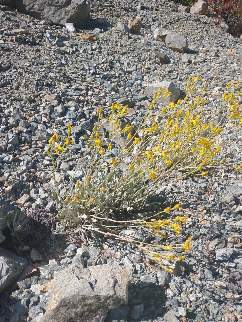 Siskiyou Mountain Ragwort