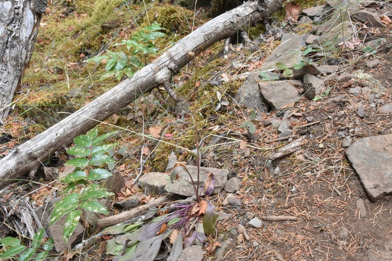 Siskiyou Mountain Ragwort photo 2