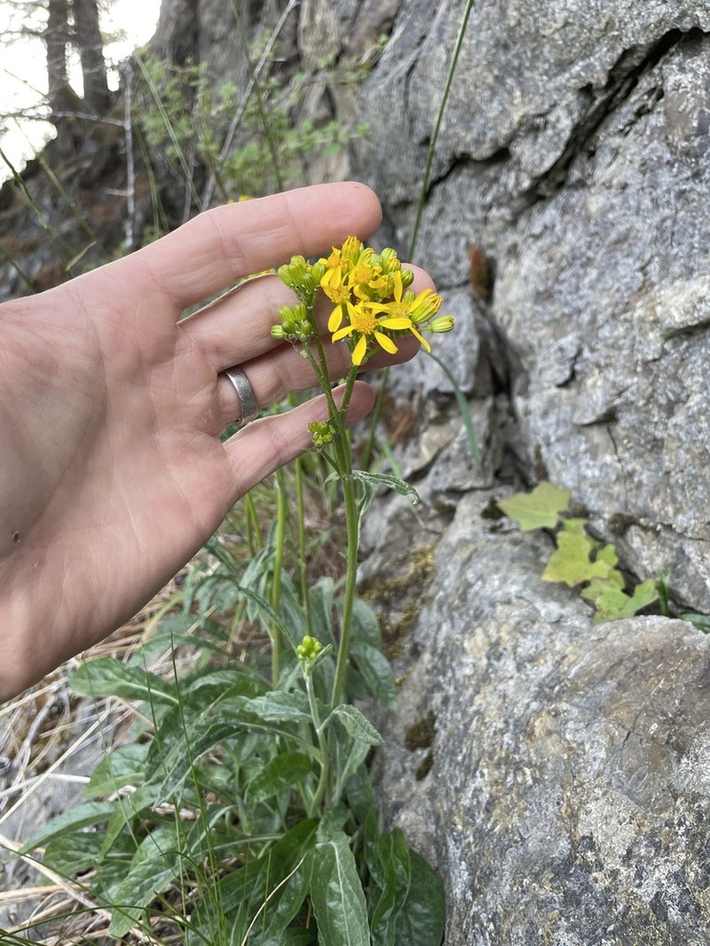 Siskiyou Mountain Ragwort photo 4