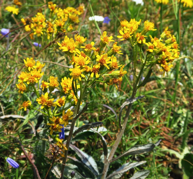 Siskiyou Mountain Ragwort photo 5