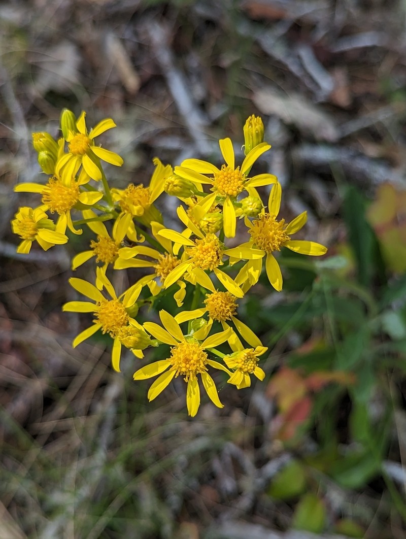 Siskiyou Mountain Ragwort photo 7