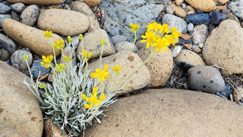 Siskiyou Mountain Ragwort photo 8