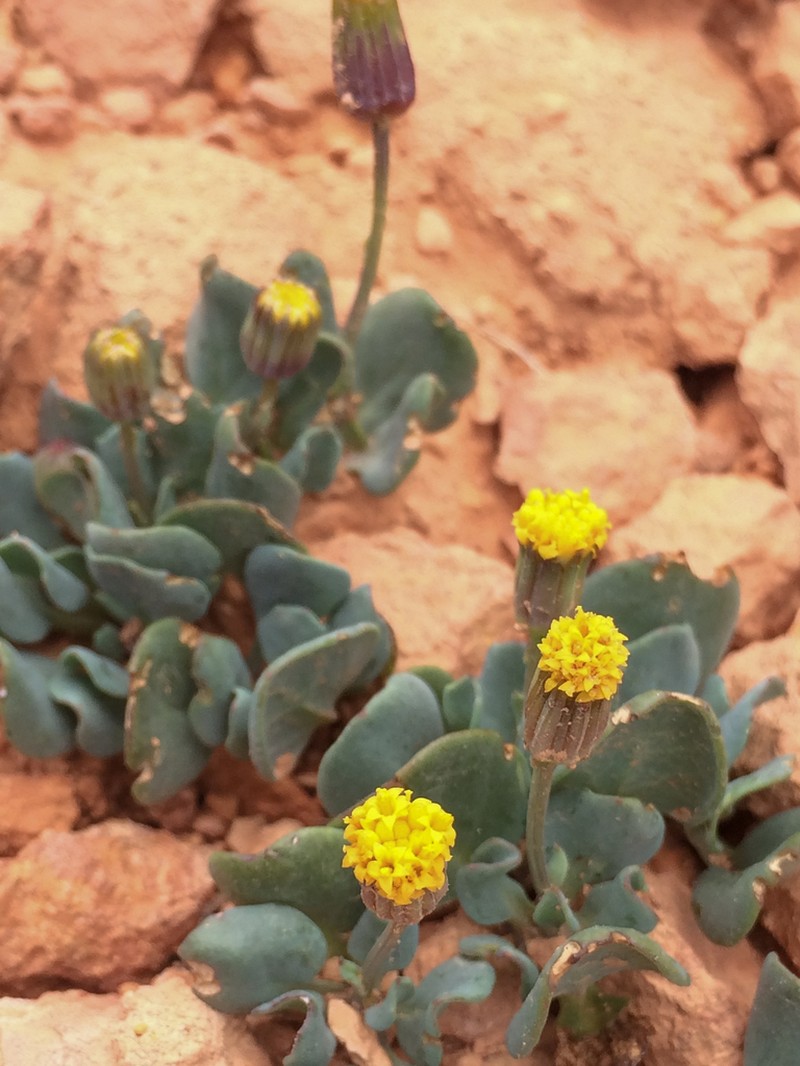 Podunk Ragwort photo 2