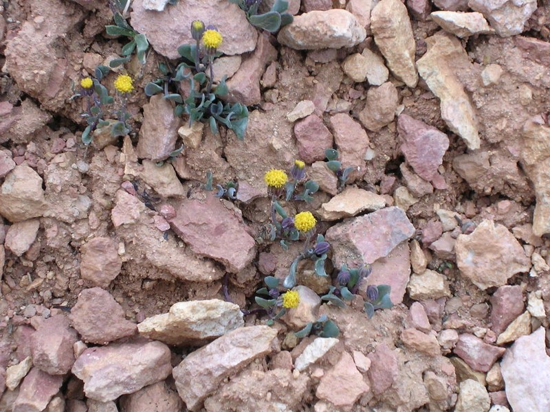 Podunk Ragwort photo 3