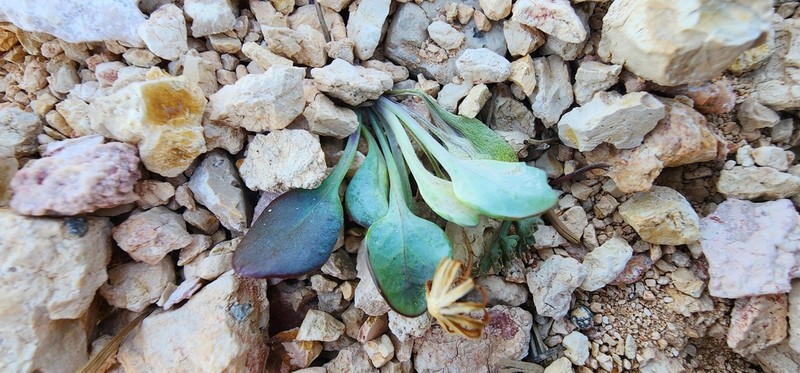 Podunk Ragwort photo 5