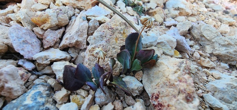 Podunk Ragwort photo 6