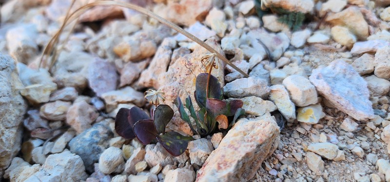 Podunk Ragwort photo 7