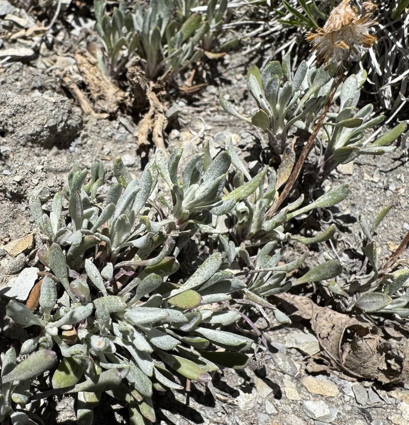 Mancos Shale Packera photo 5