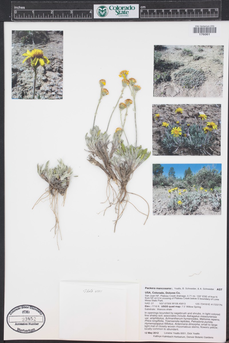 Mancos Shale Packera photo 2
