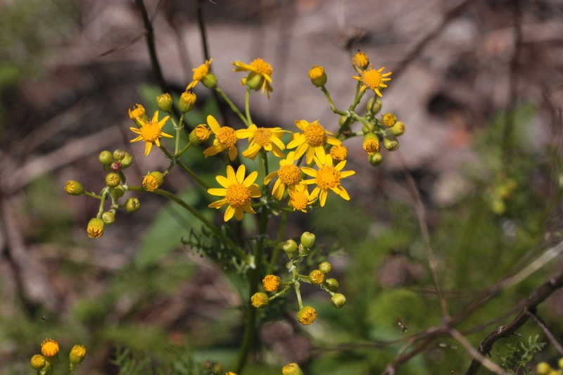 Piedmont Ragwort photo 2