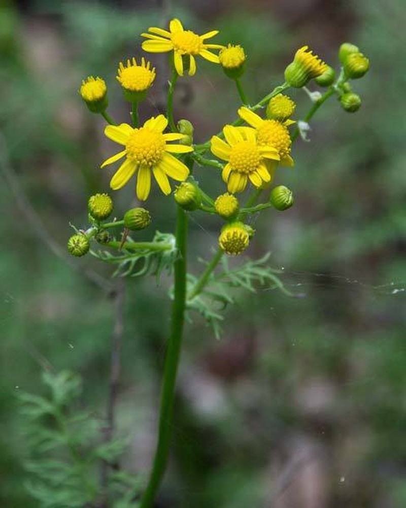 Piedmont Ragwort photo 3