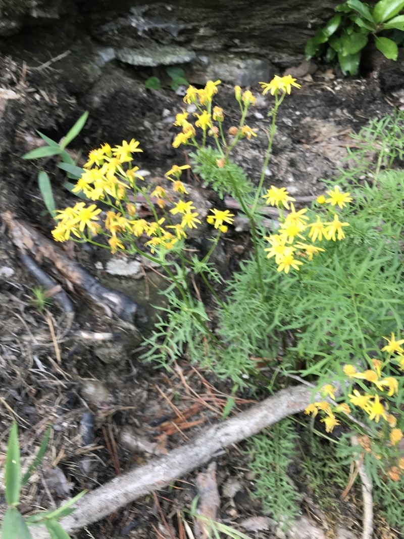 Piedmont Ragwort photo 4
