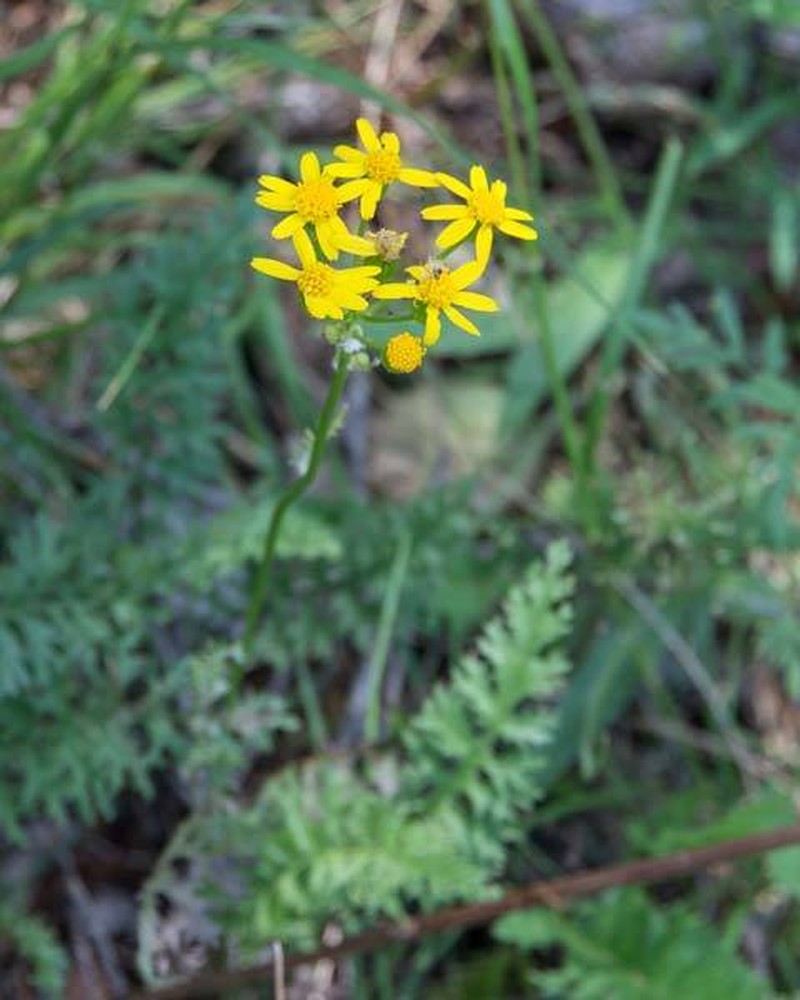 Piedmont Ragwort photo 5