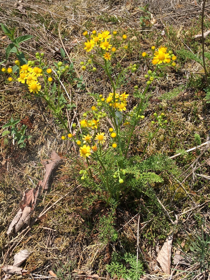 Piedmont Ragwort photo 6
