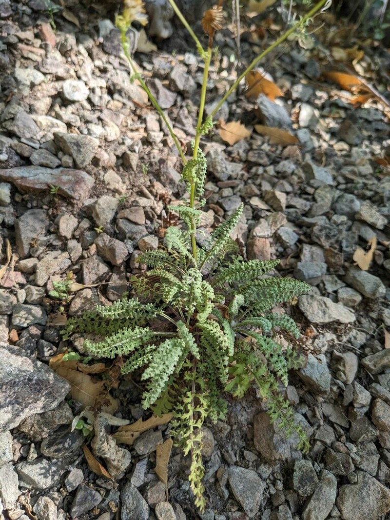 Uinta Ragwort