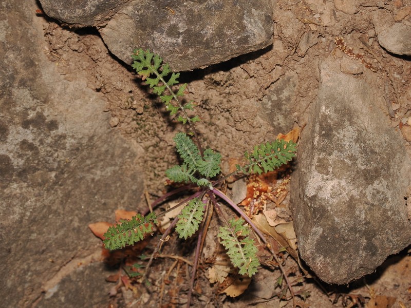 Uinta Ragwort photo 2