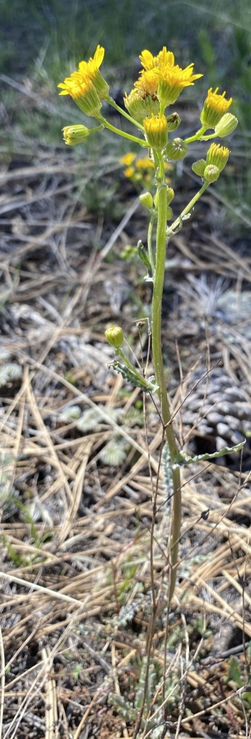 Uinta Ragwort photo 3