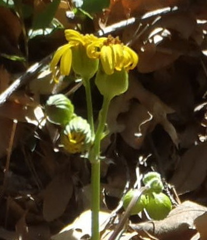 Uinta Ragwort photo 4