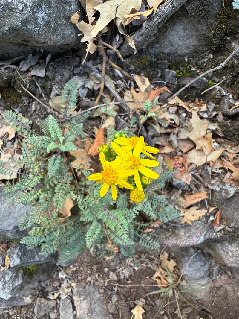 Uinta Ragwort photo 5