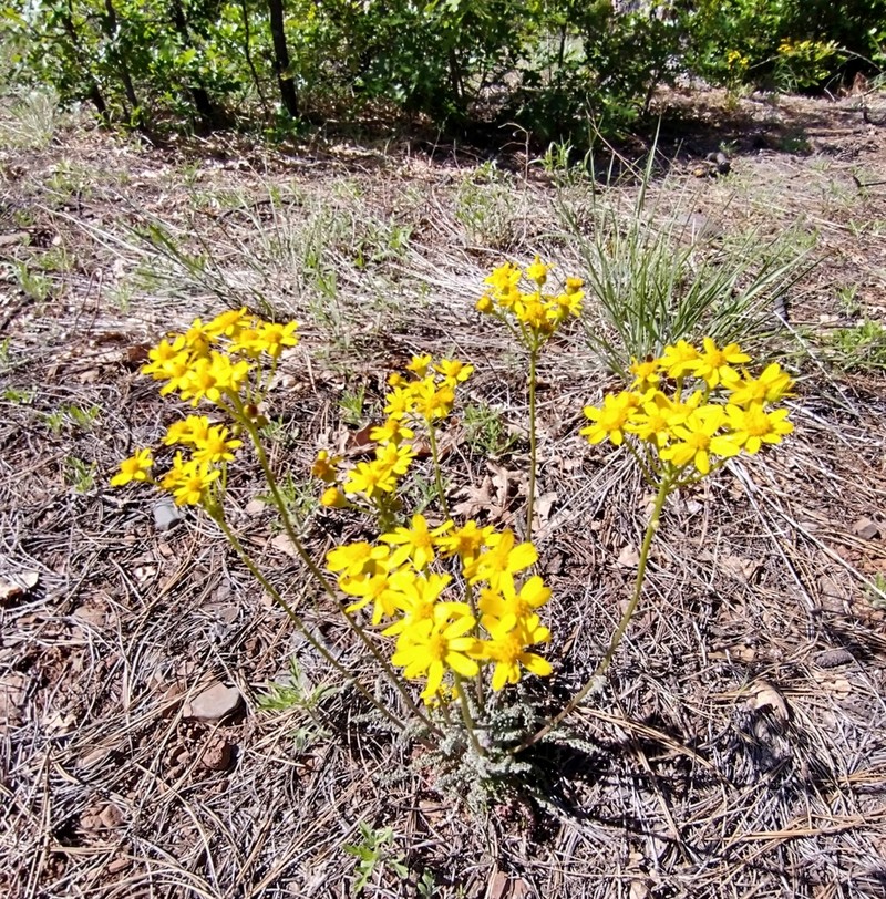 Uinta Ragwort photo 6