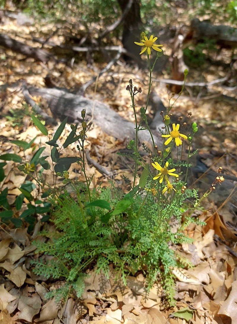 Uinta Ragwort photo 7