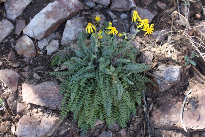 Uinta Ragwort photo 8