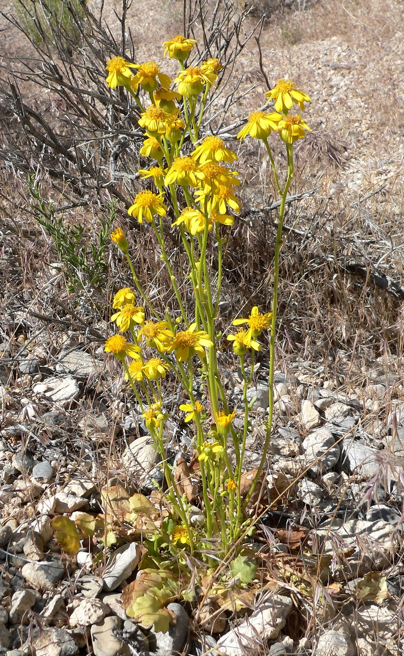 Lobeleaf Groundsel photo 4