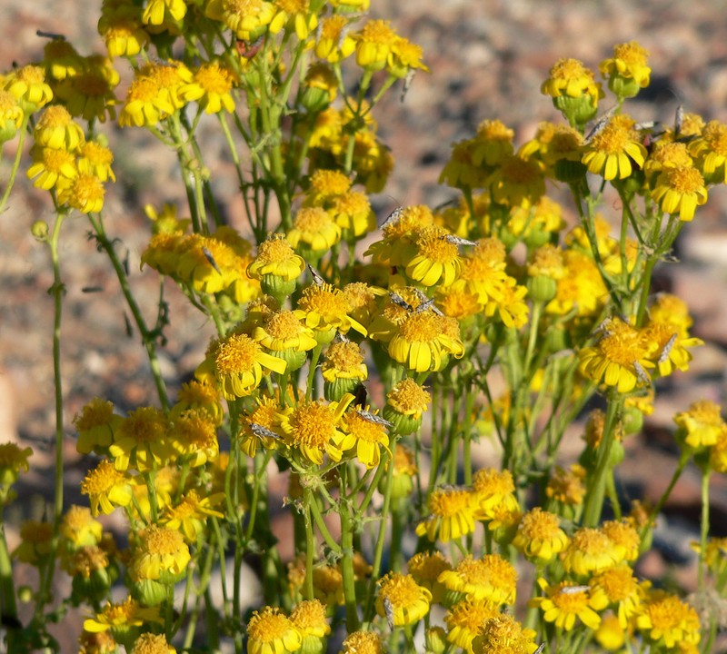 Lobeleaf Groundsel
