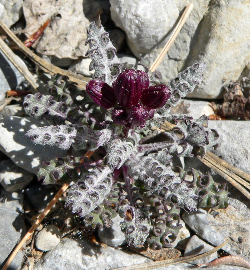 Lobeleaf Groundsel photo 3