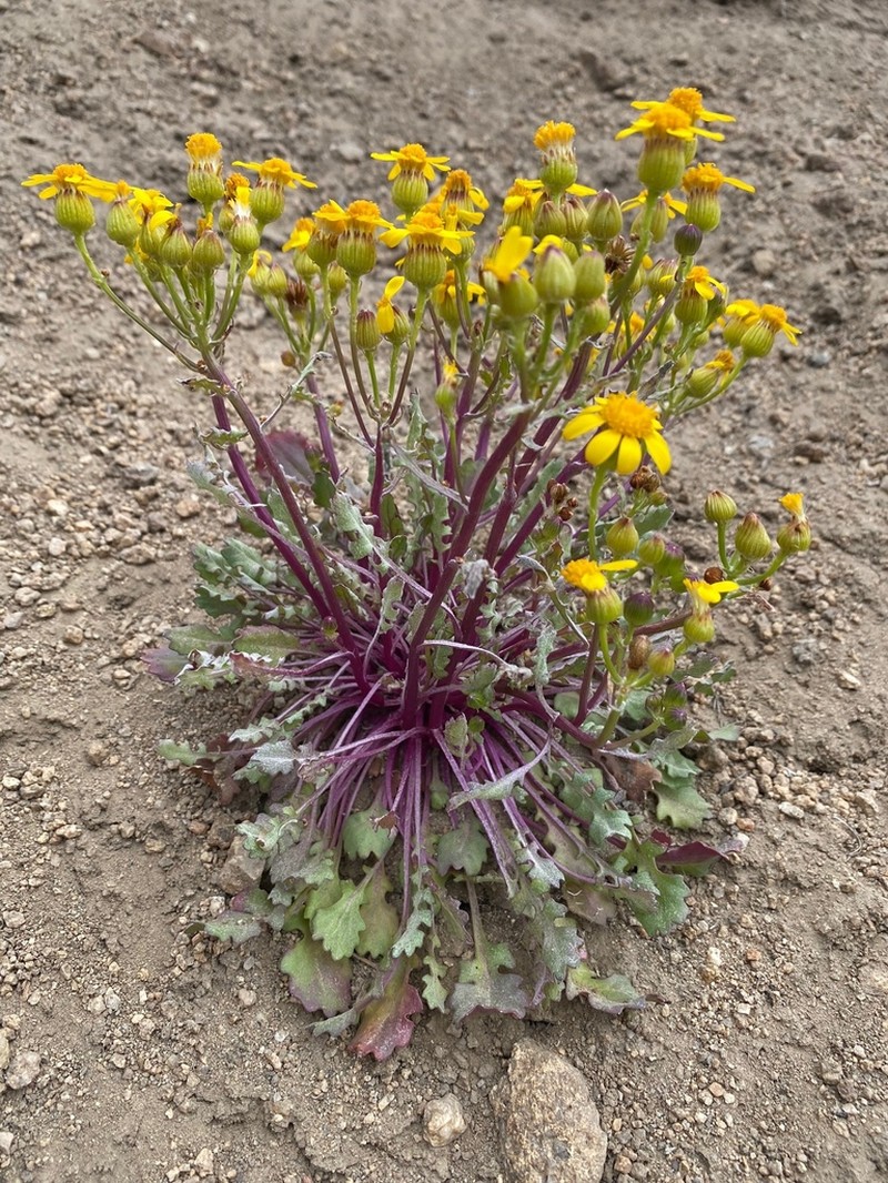 Lobeleaf Groundsel photo 3