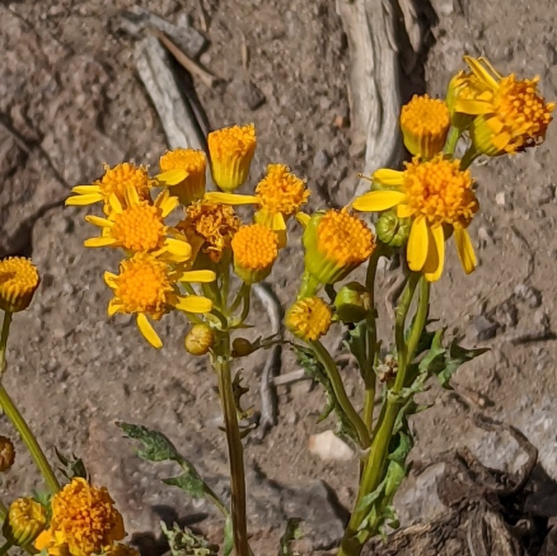 Lobeleaf Groundsel photo 4