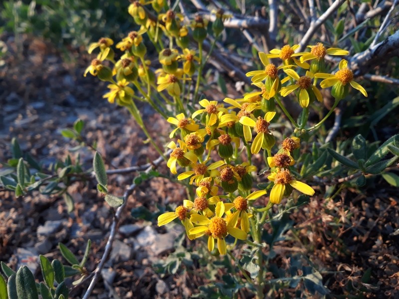 Lobeleaf Groundsel photo 7