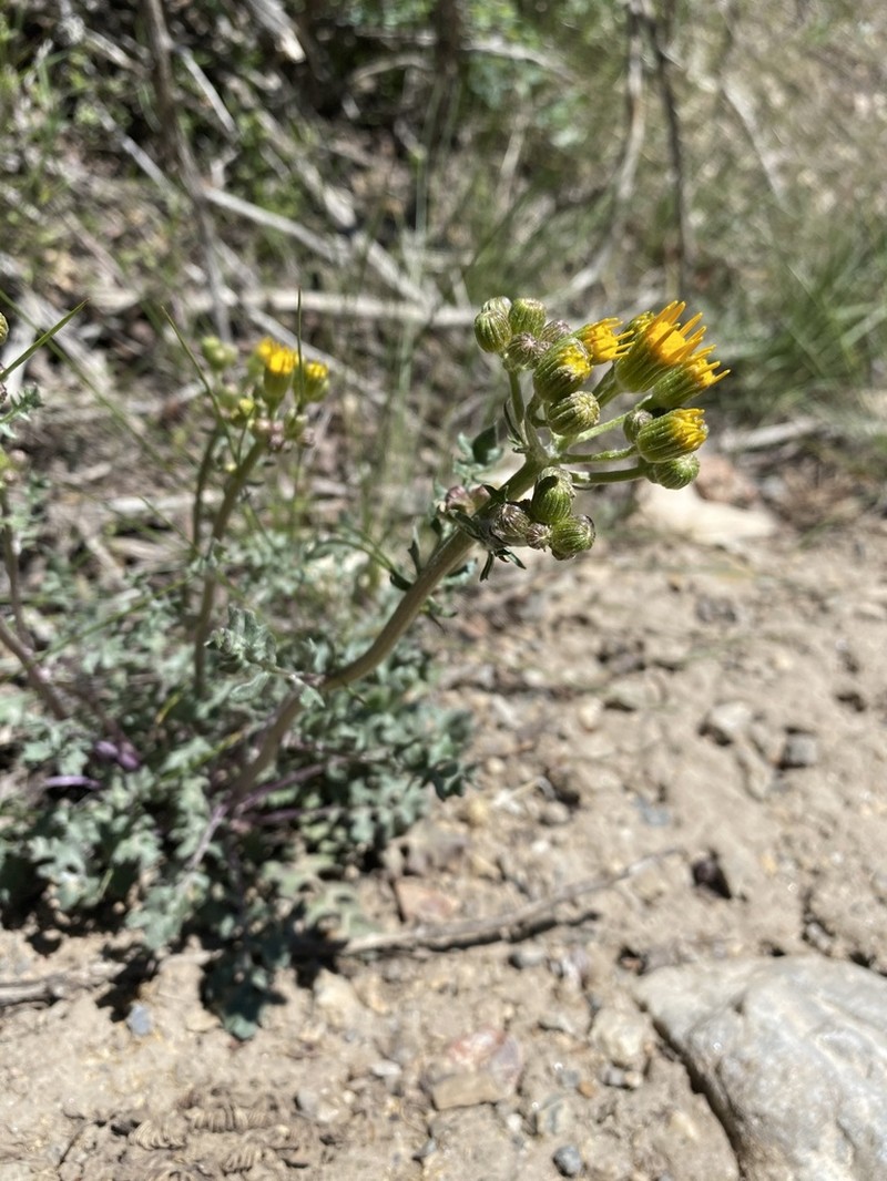 Lobeleaf Groundsel photo 8