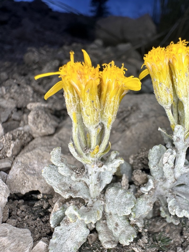 Musinea Ragwort
