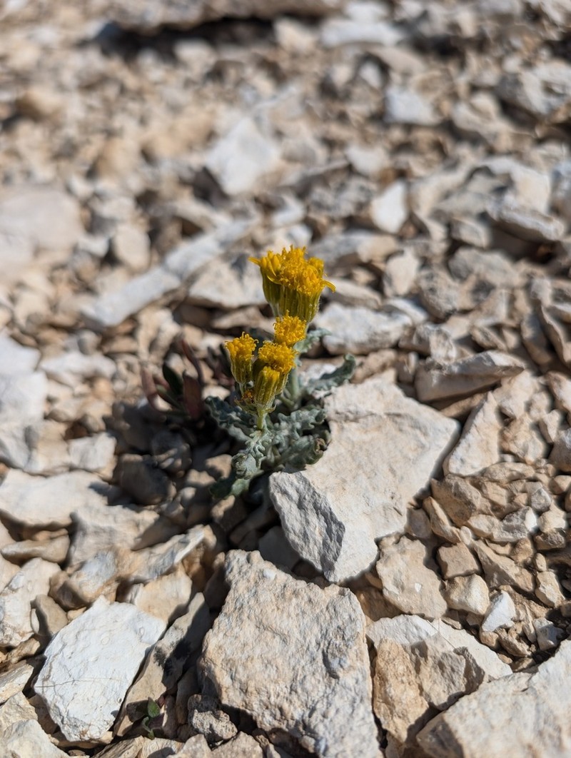 Musinea Ragwort photo 2