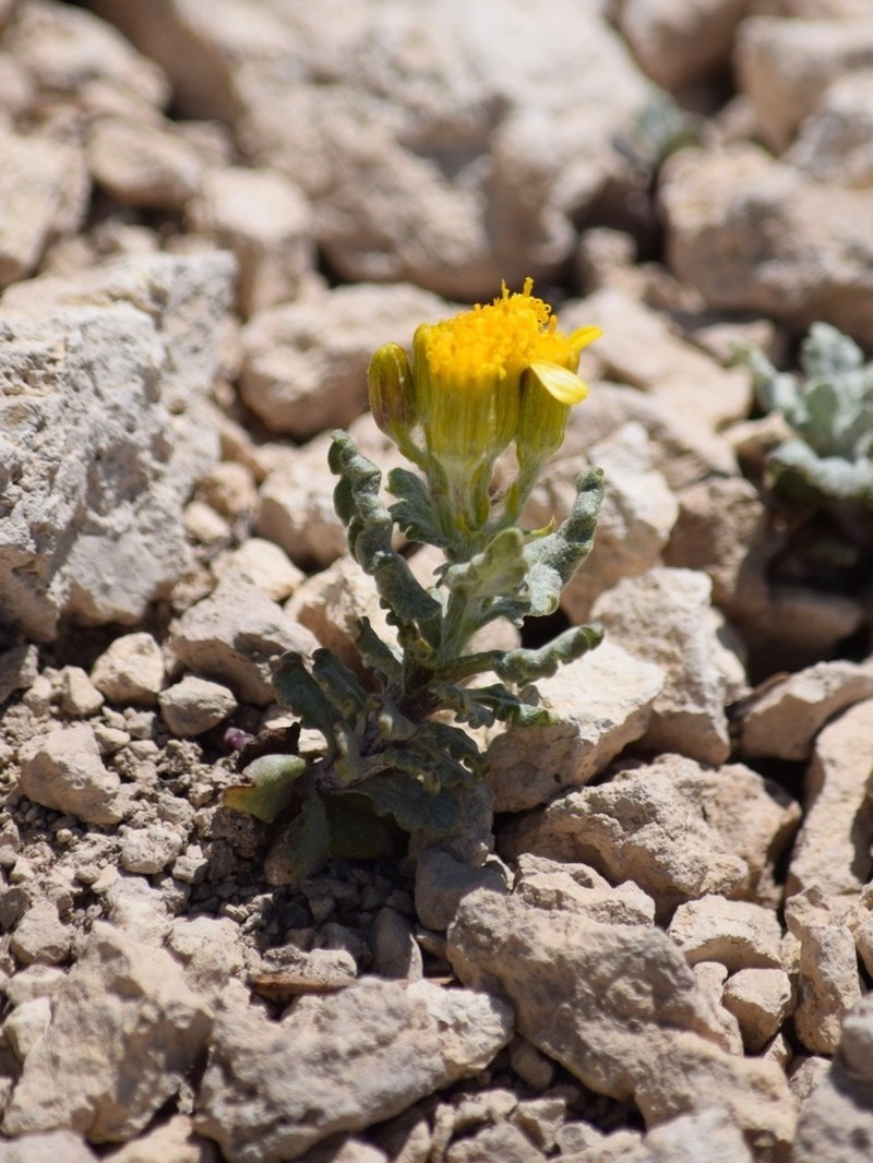 Musinea Ragwort photo 3