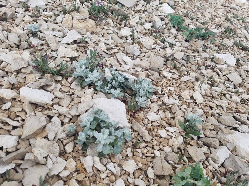 Musinea Ragwort photo 4
