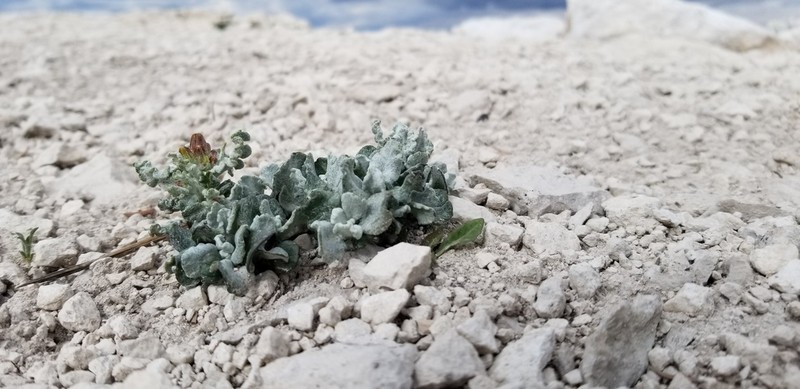 Musinea Ragwort photo 5