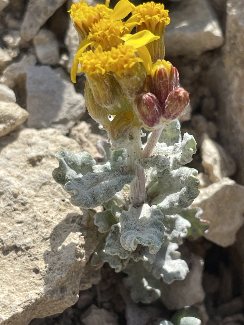 Musinea Ragwort photo 6