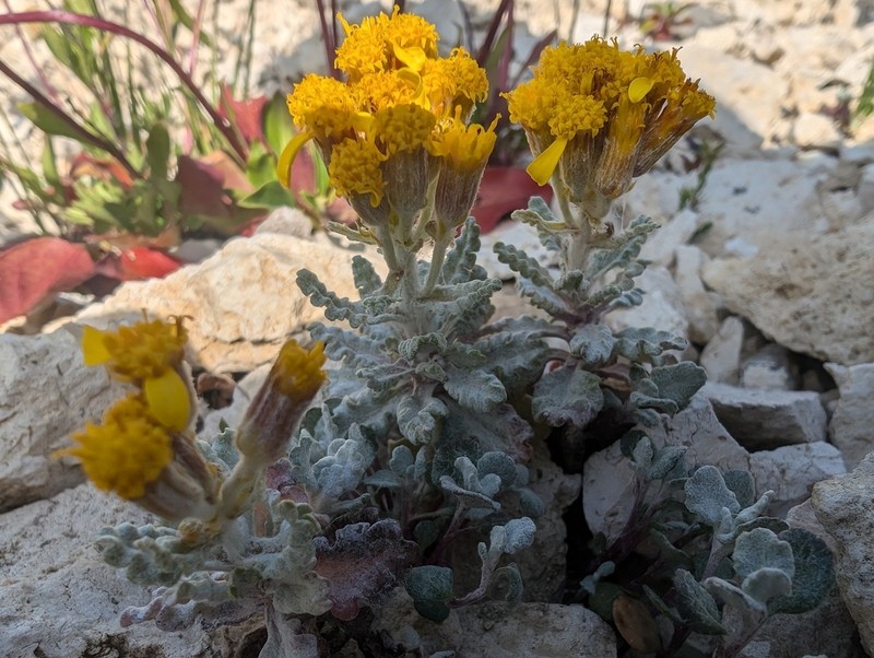 Musinea Ragwort photo 7