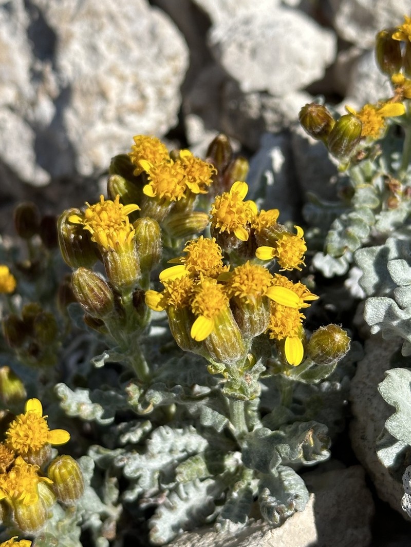 Musinea Ragwort photo 8
