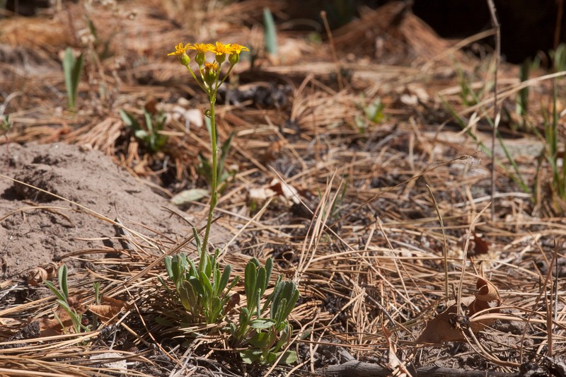 New Mexico Groundsel photo 4