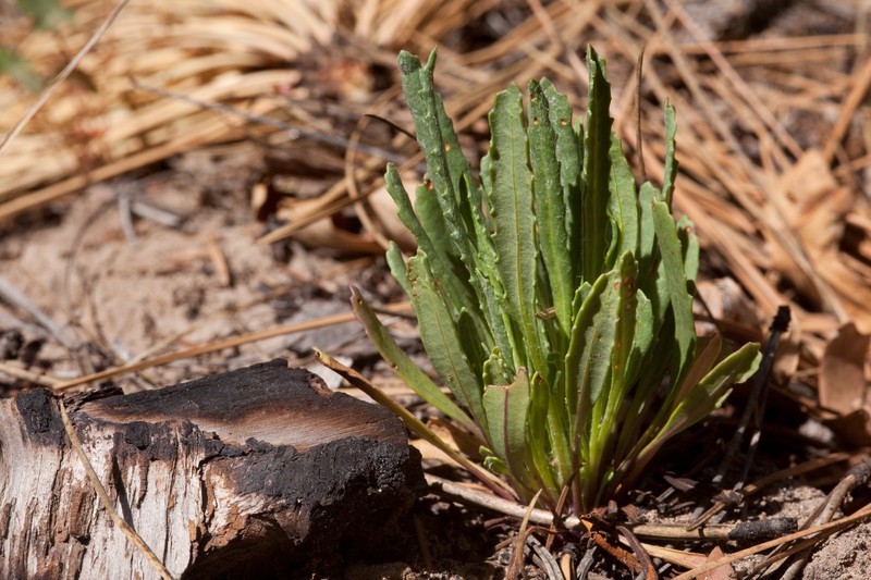 New Mexico Groundsel photo 2