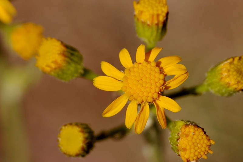 New Mexico Groundsel photo 3