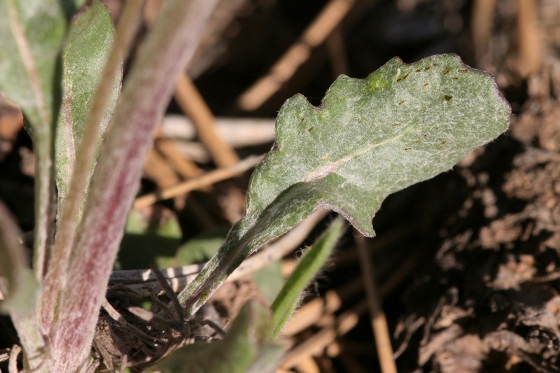 New Mexico Groundsel