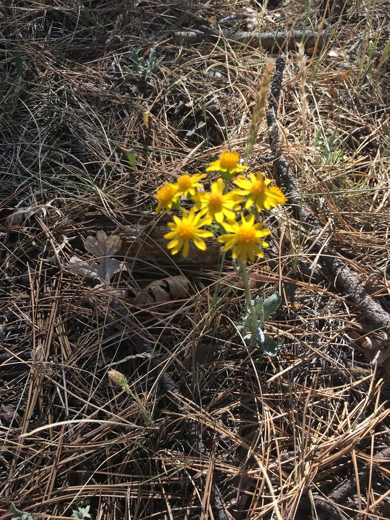 New Mexico Groundsel